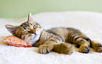 La sieste, une habitude des gens productifs