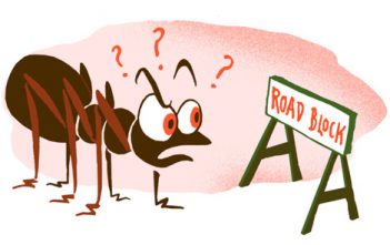 5 qualités à copier chez les fourmis