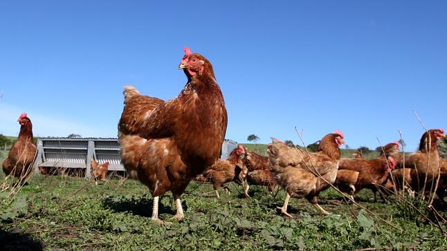 poulet-bio-halal