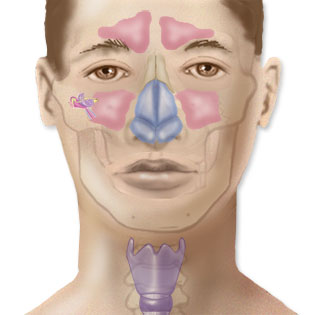 sinusite-rhinite-osteopathie