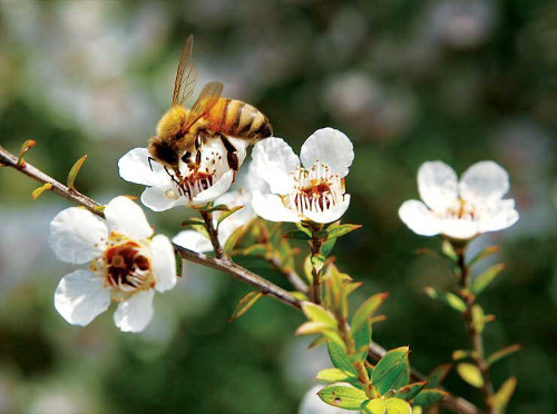 manuka-miel-abeilles